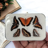 Firefly Notes | Notions Tin Large